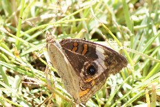 Eupithecia dyscymatoge - Nordamerikanisches Pfauenauge